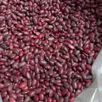 فروش لوبیا یاقوتی سرخ