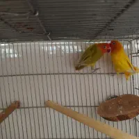 دوعددطوطی کوتوله برزیلی یک سال ماده