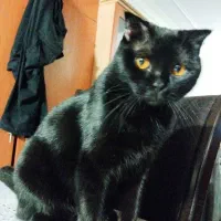 گربه|حیوانات|گرگان, |دیوار