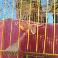 یک قناری نر مست مست چه چه کن