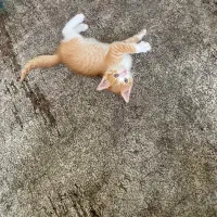 بچه گربه دوماهه