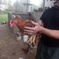 نیمچه گلپایگانی|حیوانات مزرعه|رشت, کوی عرفان|دیوار