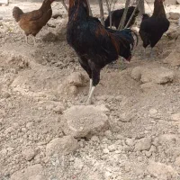 فروش خروس لاری نژاد دار
