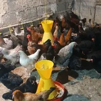 مرغ محلی|حیوانات مزرعه|مرند, |دیوار