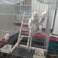 پرنده