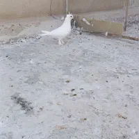 کفتر|پرنده|قم, باجک یک|دیوار