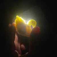 مرغابی یشم کلکسیومی و کهنه‌. در نجف صفوی .لول تبتی