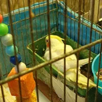 عروس هلندی دوجفت