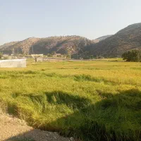 برنج و چلتوک چمپا