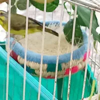 جفت یاسمین قناری|پرنده|مسجد سلیمان, |دیوار