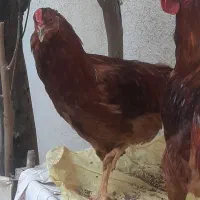 خروس جوان ۶ ماهه