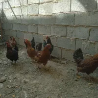 مرغوپرندگان|حیوانات مزرعه|شاهین دژ, |دیوار