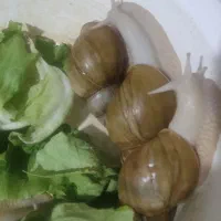 فریزر حلزون درمانی|خزنده|زاهدان, |دیوار