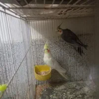 عروس هلندی جفت