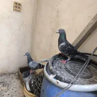 جفت پلاکی نر