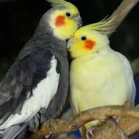 جفت مولد عروس هلندی