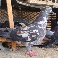 قاره شازده سبز تهرانی