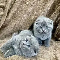 گربه اسکاتیش بریتیش بلو