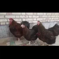 ویاندوت ورورک بارلوندر برهما اورپینگتون|حیوانات مزرعه|اصفهان, ارغوانیه|دیوار