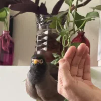 مینا دستی و تخم گذار