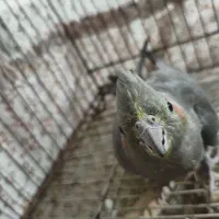 عروس‌هلندی‌ماده|پرنده|ورامین, شهرک مدرس|دیوار