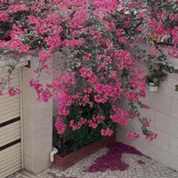 ۱۰۰متر فول/طبقه۱ /با۲ورودی سمت چله خانه و پارکشهر|فروش آپارتمان|رشت, چله خانه|دیوار