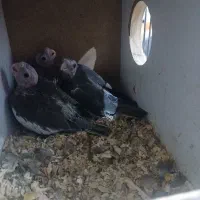 عروس هلندی|پرنده|جیرفت, |دیوار