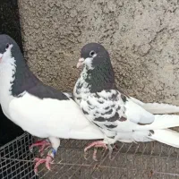 یال قهوه ای