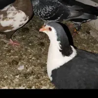 تعدادی کفتر|پرنده|یزد, |دیوار