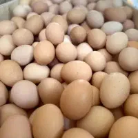 تخم مرغ محلی|خوردنی و آشامیدنی|کرمانشاه, |دیوار