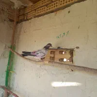 کل دم سیاه پر|پرنده|آران و بیدگل, |دیوار