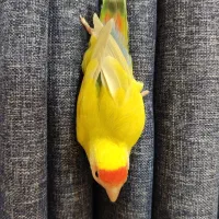 طوطی کوتوله برزیلی ۵ ماهه بالغ دستی|پرنده|اصفهان, الهیه|دیوار