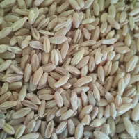 باقله وگندم زرانگوش|خدمات باغبانی و درختکاری|هندمینی, |دیوار