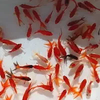 ماهی قرمز عید گلفیش