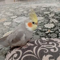 عروس هلندی گم شده