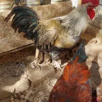 خروس محلی چاق|حیوانات مزرعه|بهشهر, |دیوار