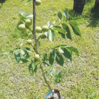 انواع نهال مثمرو غیر مثمر مهندس داداشی|خدمات باغبانی و درختکاری|فسا, |دیوار