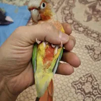 طوطی گرینچیک