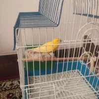 یه جفت قناری