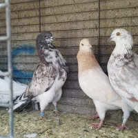 کبوتر ساعتی