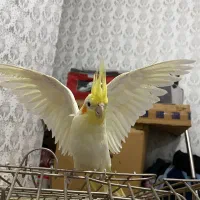 عروس هلندی مولد