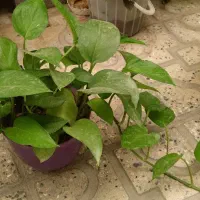 تعدادی گلدان زیبا بهفروش میرسد