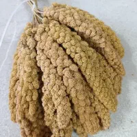 دهکده پرندگان|پرنده|سنقر, |دیوار