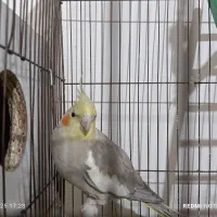 عروس هلندی|پرنده|میاندوآب, |دیوار