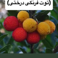 نهال توت فرنگی درختی و انبه سردسیری وارداتی