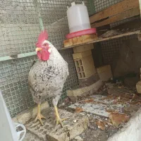 خروس هفت ماهه فلاورجان