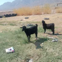 بز با تروشت