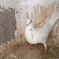 کبوتر بوقلمون