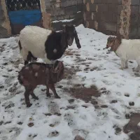 بزن دوقلو و جوان دورگ|حیوانات مزرعه|تربت جام, جامرود|دیوار