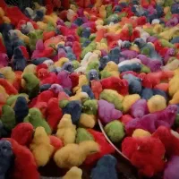 جوجه رنگی عمده ارسال به شهرستان|حیوانات مزرعه|مشهد, شهید قربانی|دیوار